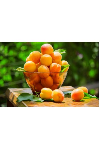 Абрикос Харгранд пізній | Абрикос Харгранд поздний | Prunus armeniaca Hargrand